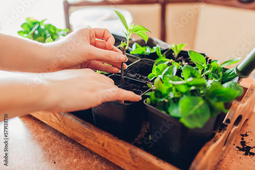 Bild auf Leinwand Gardener planting bigleaf hydrangeas cutting in container with soil