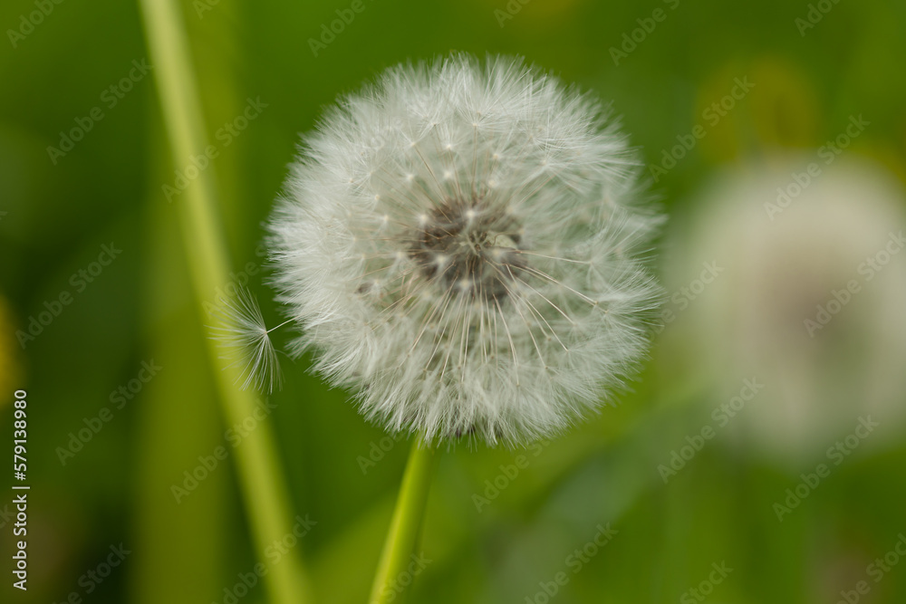A blowball of dandelion (taraxacum) with blurry background A blowball of dandelion (taraxacum) with blurry background