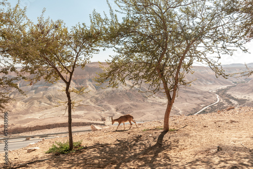Ibex between the trees on the cliff at Ramon Crater (Makhtesh Ramon) in Negev Desert in Israel