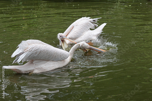 Two pelicans (pelecanus) swim together in a lake and wrangle
