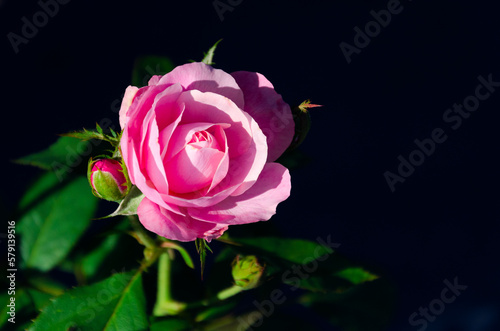 Fototapeta Naklejka Na Ścianę i Meble -  Pink dwarf roses in the garden vintage color, Pink roses, selective focus