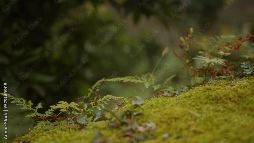 A Focus on Mossy Green Ground, with Forest Trees in the Background - Nature Forest View A Focus on Mossy Green Ground, with Forest Trees in the Background - Nature Forest View