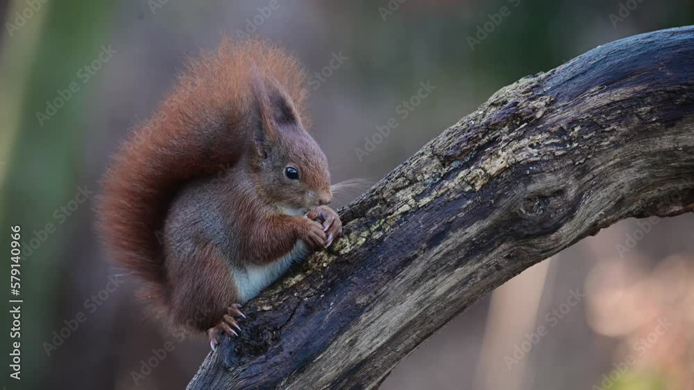 Red squirrel sitting on dead branch eating hazelnuts, european red squirrel, december, north rhine westphalia, (sciurus vulgaris), germany Red squirrel sitting on dead branch eating hazelnuts, european red squirrel, december, north rhine westphalia, (sciurus vulgaris), germany
