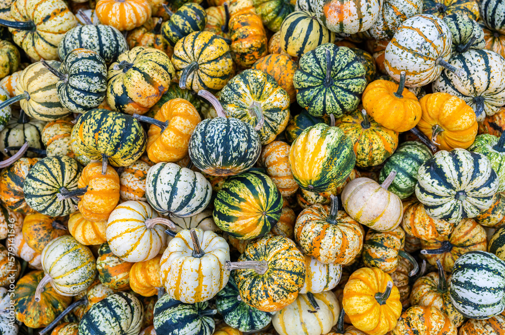 Small round striped eatable pumpkin ornamental gourds for sale during October thanksgiving Halloween for sale, high angle view