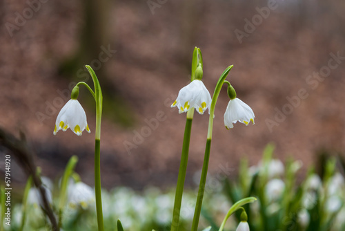 Spring white flower Bledule - Leucojum vernum with green leaves in wild nature in floodplain forest.