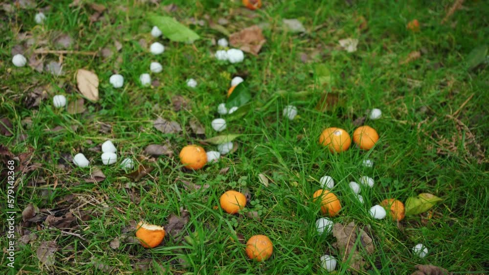 problem rainfall hail storm damage crop citrus fruits on grass problem rainfall hail storm damage crop citrus fruits on grass