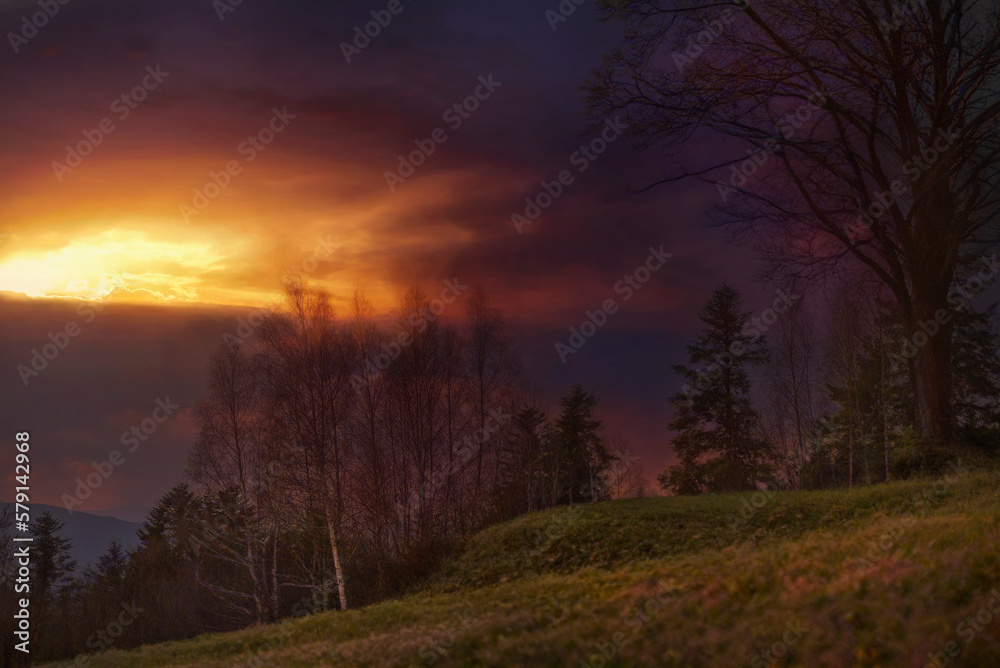 Obraz premium sunset in the forest