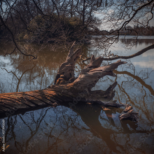 Fallen petrified tree in Bolam Lake Country Park in Northumberland, England photo