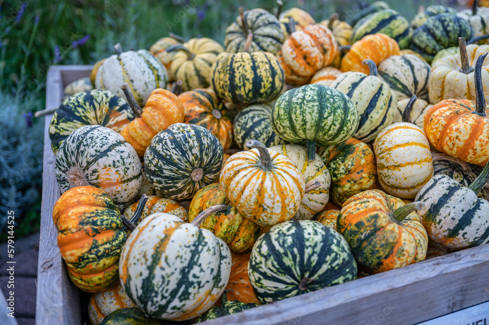 Striped pumpkin ornamental gourds in orange, green, white and yellow color in a wooden basket at a farm for sale during harvest season, October, thanksgiving, Halloween