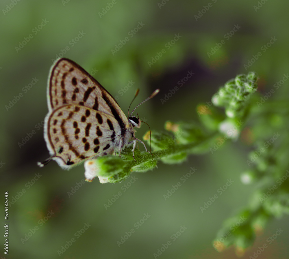 common pierrot or little tiger butterfly,sitting on flower with closed wings common pierrot or little tiger butterfly,sitting on flower with closed wings