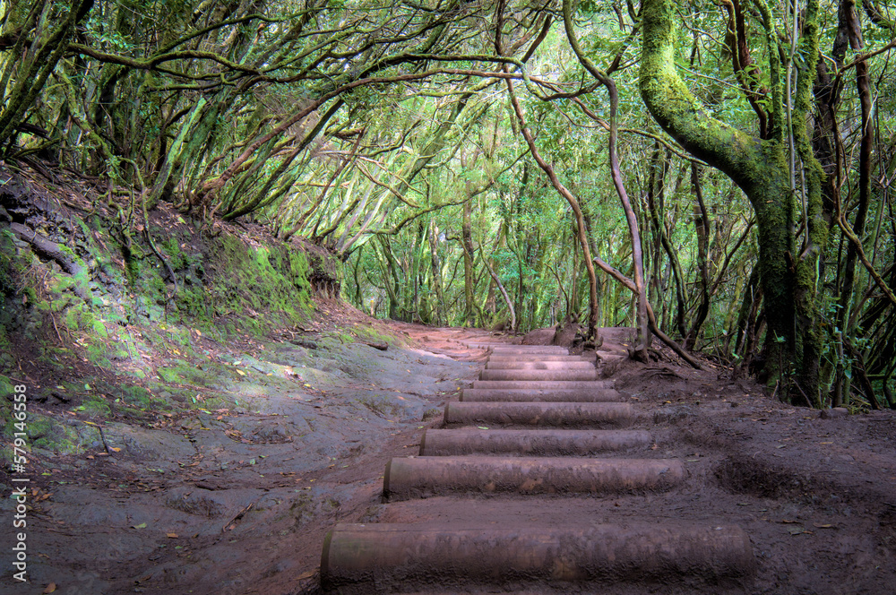 Beautiful green enchanted forest. Ancient woods. Magical teal rain