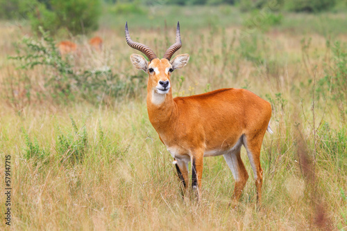 Ugandan kob (Kobus kob thomasi)