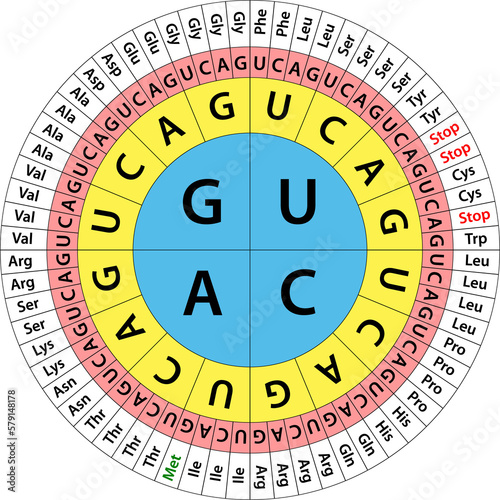 The Genetic code chart. photo