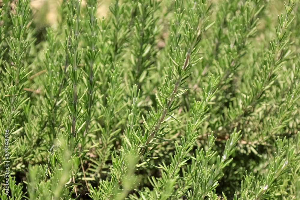 Green rosemary growing in field, closeup Green rosemary growing in field, closeup