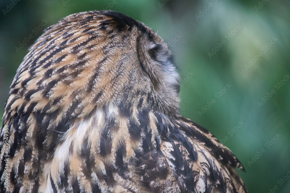 Close up of eurasian eagle owl Close up of eurasian eagle owl