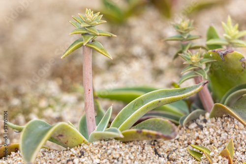 Lanceleaf Liveforever Succulent in the Santa Monica Mountains