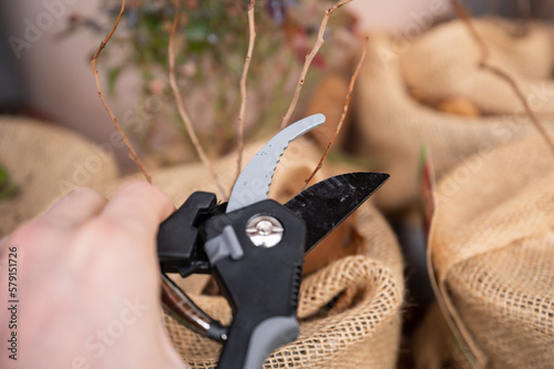 Close-up woman cutting fruit plant with a secateurs during spring, plant pots are wrapped to protect them from the cold