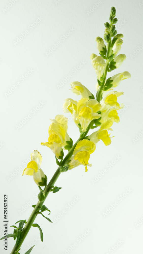 Antirrhinum flowers commonly known as dragon flowers, snapdragon, dog flower and in Brazil is called boca-de leao translated to lion's mouth. Isolated from background.