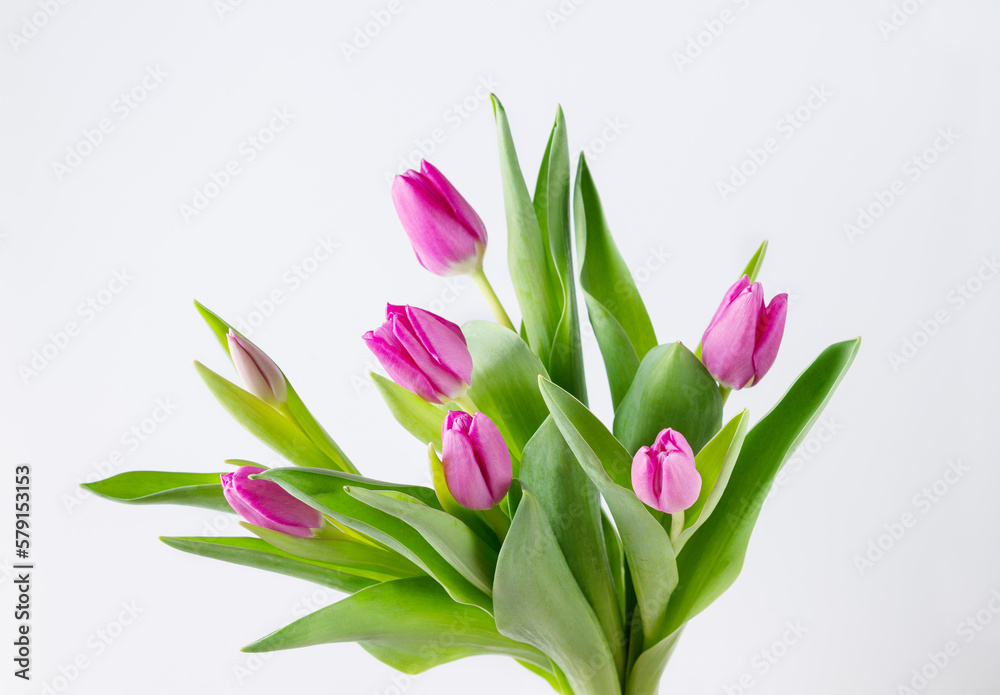 bouquet of pink tulips on a white background, copied space bouquet of pink tulips on a white background, copied space