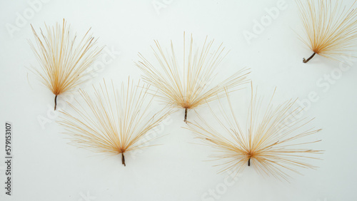 Wind seeds isolated from background.of the Stifftia chrysantha also called Diadema or Esponja de Ouro in Portuguese  translated to Diadem or Golden Sponge in English. Native species of Brazil.