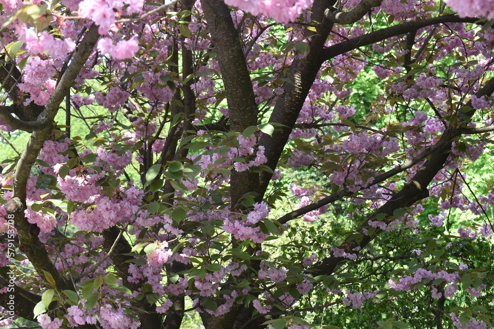 Obraz premium pink cherry blossom