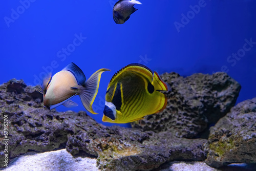 Bright yellow Foxface rabbitfish Siganus vulpinus swimming in sea water, saltwater aquarium, oceanarium pool with reef. Aquarium pet, ichthyology, underwater life, fauna photo
