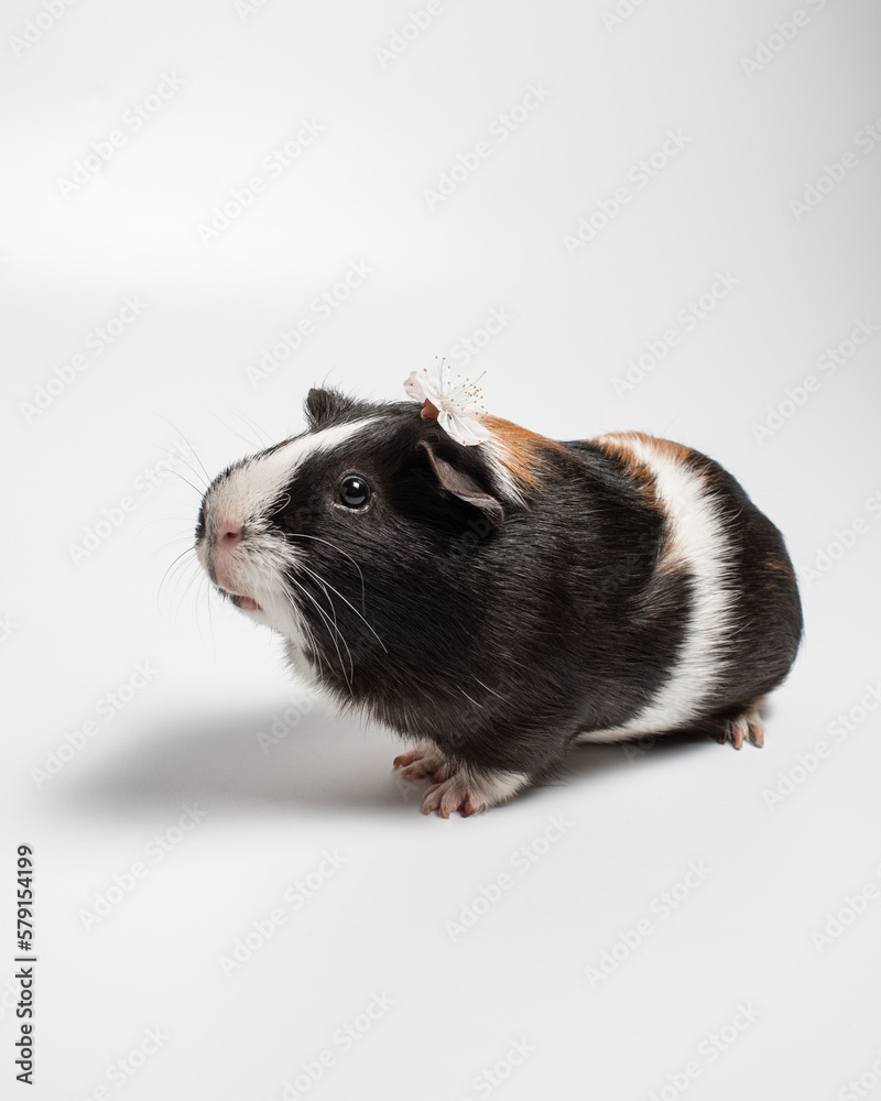 Tricolor smooth-haired guinea pig on a white background. Portrait of a