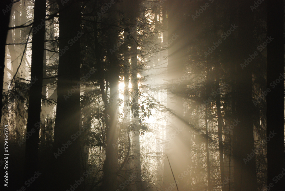 The sun tries to break through the forest on a misty and foggy day creating an exceptionally haunting image