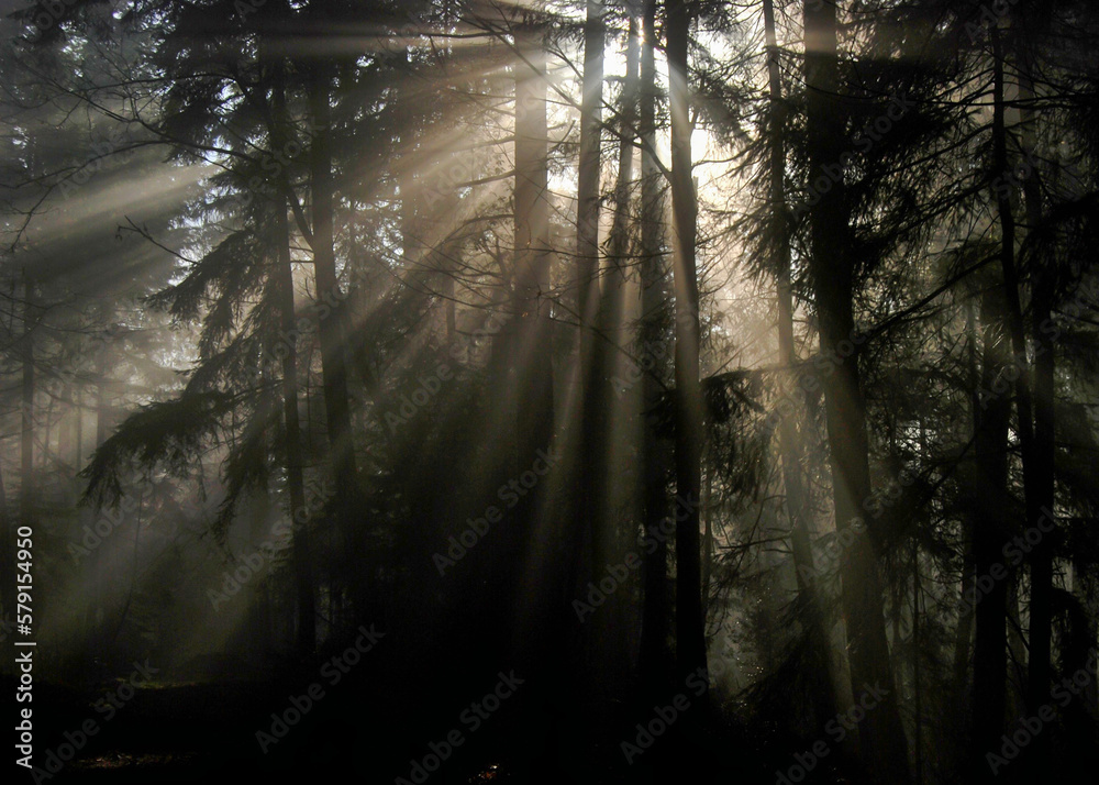 Fototapeta premium The sun tries to break through the forest on a misty and foggy day creating an exceptionally haunting image