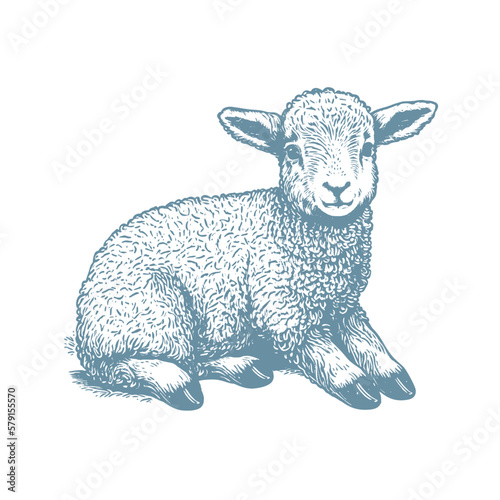 Hand drawn lamb illustration. Vintage woodcut engraving style vector illustration.	 photo