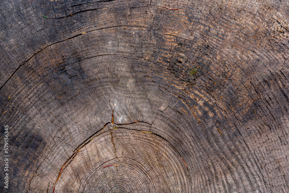 Naklejka premium texture of aged tree stump, old tree stump background