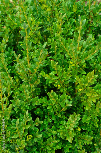 Plant branches with green leaves outdoors, closeup