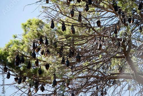 thousands of fruit bats live in the botannic gardens in Adelaide photo