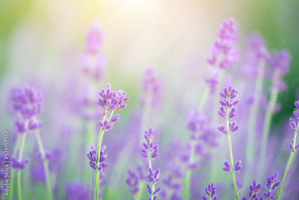 Blooming lavender flowers on sunset. Macro shot Blooming lavender flowers on sunset. Macro shot