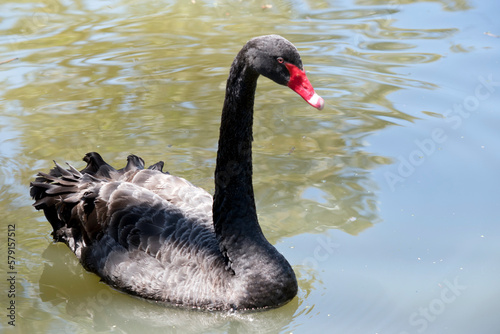 the black swan is swimming in the water