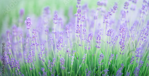 Close up of lavender flowers background.