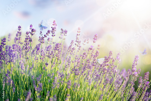 Blooming lavender field and flying butterflies. Selective focus