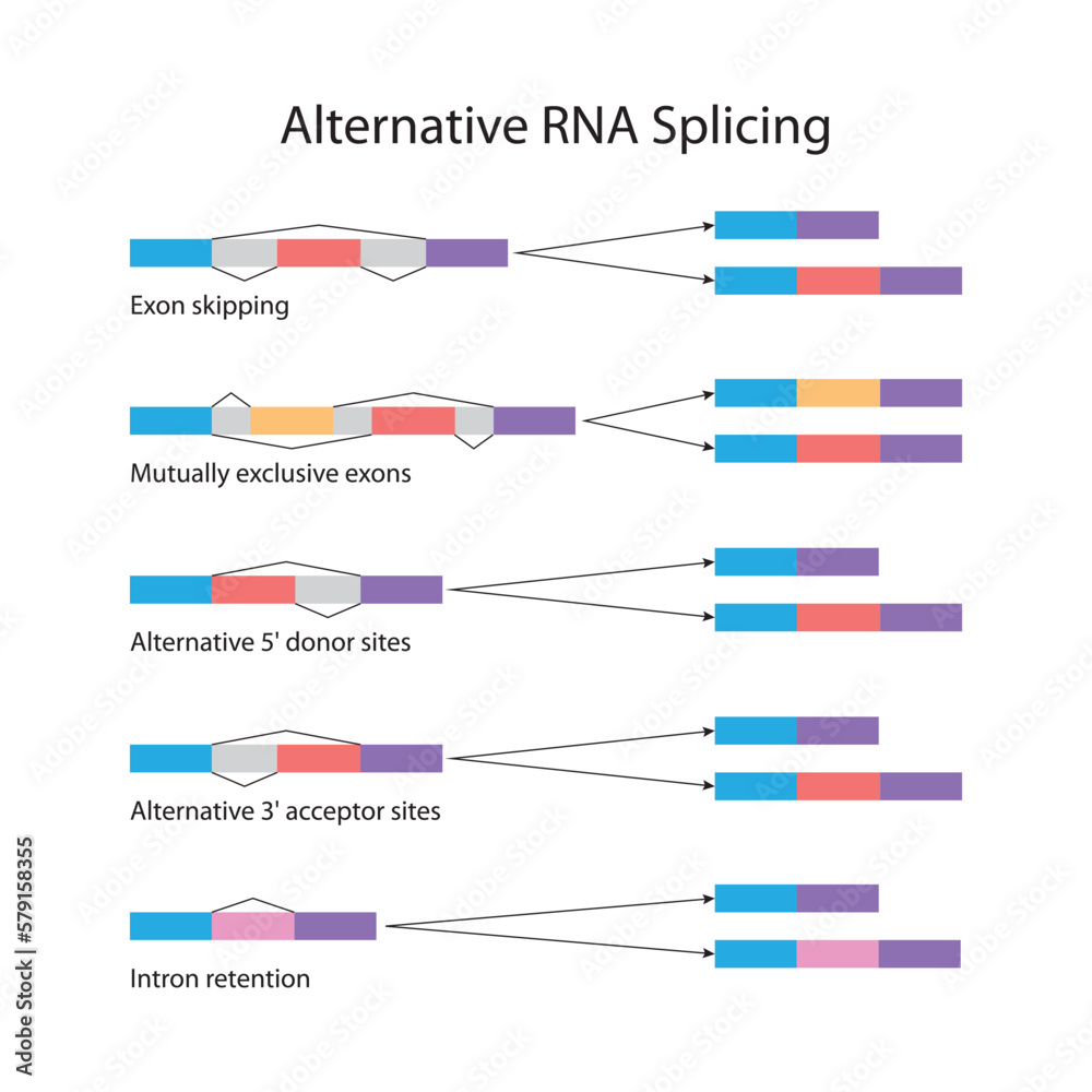 Alternative RNA splicing - obrazy, fototapety, plakaty 