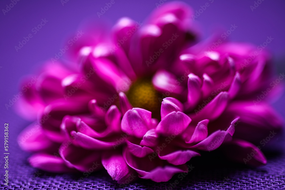 Obraz premium close up of a purple flower