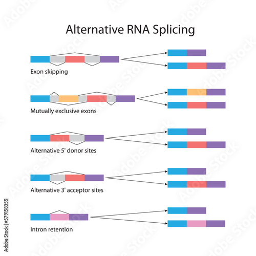 Alternative RNA splicing photo