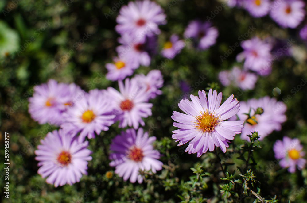 Beautiful fresh daisies bloom outdoors in the field Beautiful fresh daisies bloom outdoors in the field