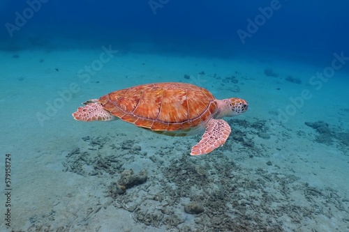 Green sea turtle (Chelonia mydas) in the shallow tropical ocean. Swimming marine animal. Underwater photography from scuba diving with the sea turtles. Marine life undersea.