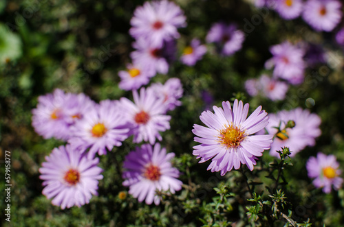 Beautiful fresh daisies bloom outdoors in the field