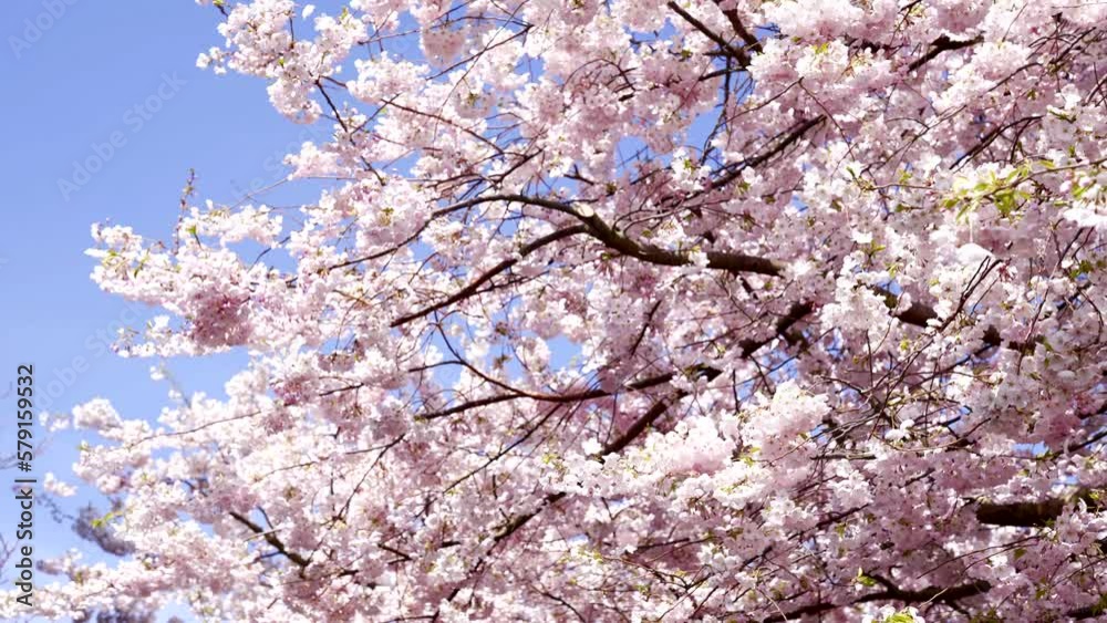 garden apricot blossoming tree with pink flowers, slow motion, spring garden apricot blossoming tree with pink flowers, slow motion, spring