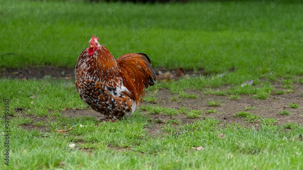 Fototapeta premium orpington cochin chicken rooster in the grass on a farm