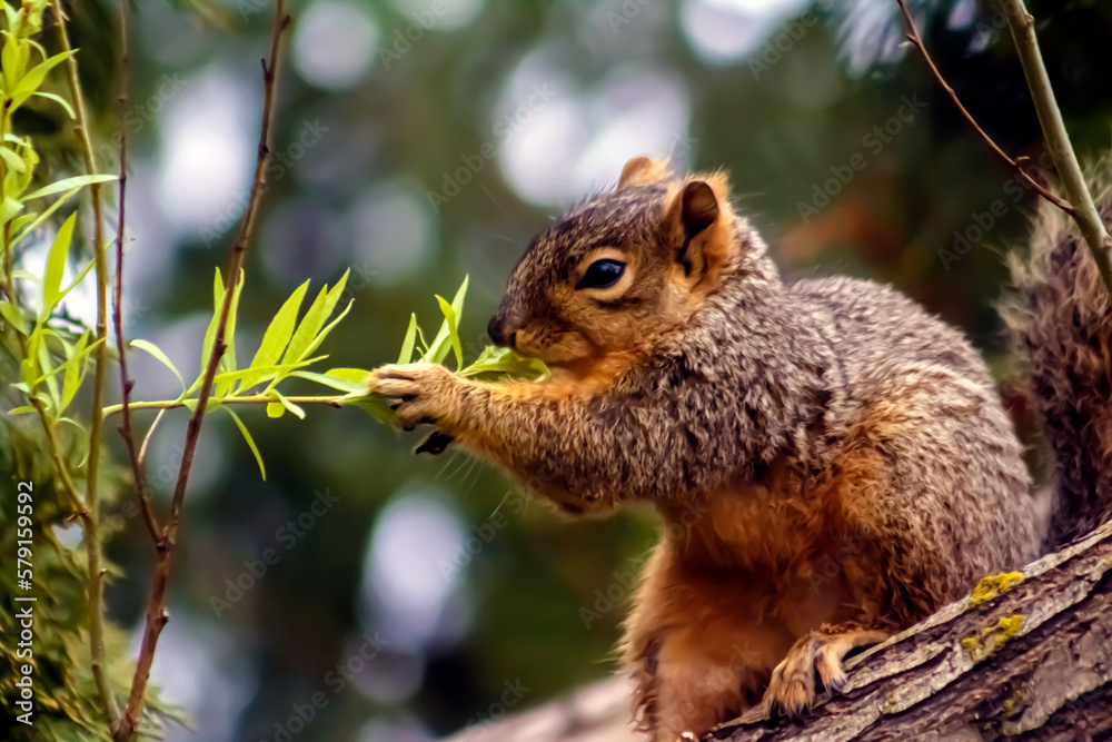 Endearing & Delighted Furry Squirrel in a Willow Tree Eating a Leaf - Background, Backdrop, and/or Wallpaper