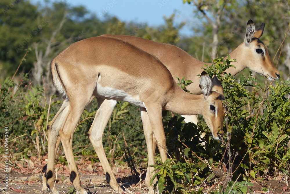 Impalas in the savannah