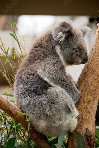 the koala is not a bear but a marsupial