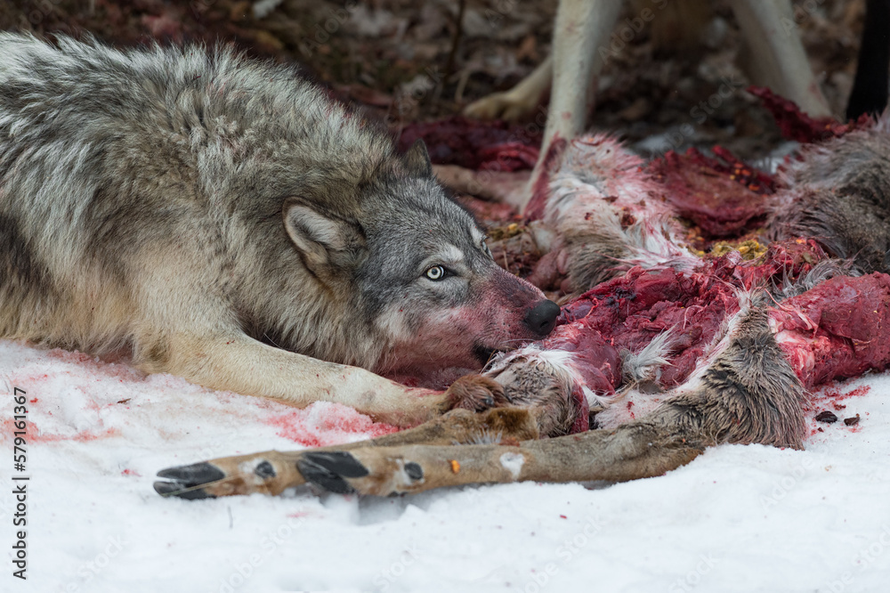 Grey Wolf (Canis lupus) Gnaws at Deer Leg Winter