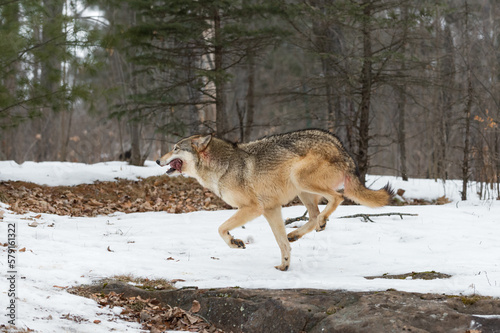 Grey Wolf  Canis lupus  Runs Left With Piece of Deer Meat Winter